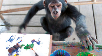Monkey with colors