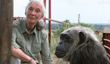 Jane Goodall