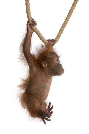 Orang-Utan baby